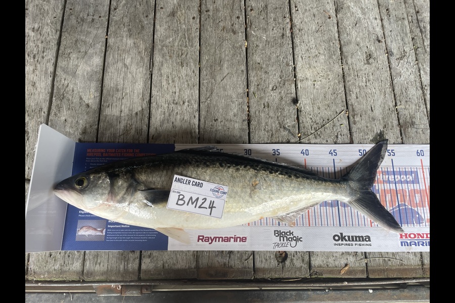 Nick van der Veen caught this 50.5cm Kahawai at Wellington during The Export NZ Fishing Competition