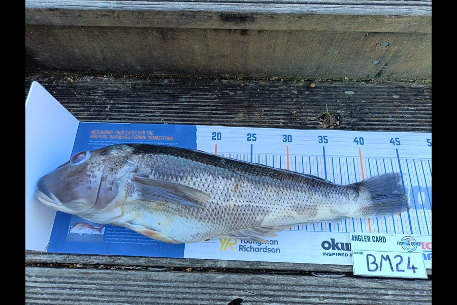 Nathan Lynn Watts caught this 45.0cm Blue Cod at Wellington during The Export NZ Fishing Competition
