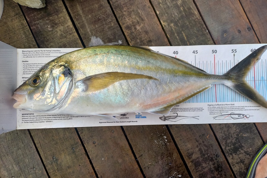Andrew Tohu caught this 57.5cm Trevally at Northland during The Export NZ Fishing Competition