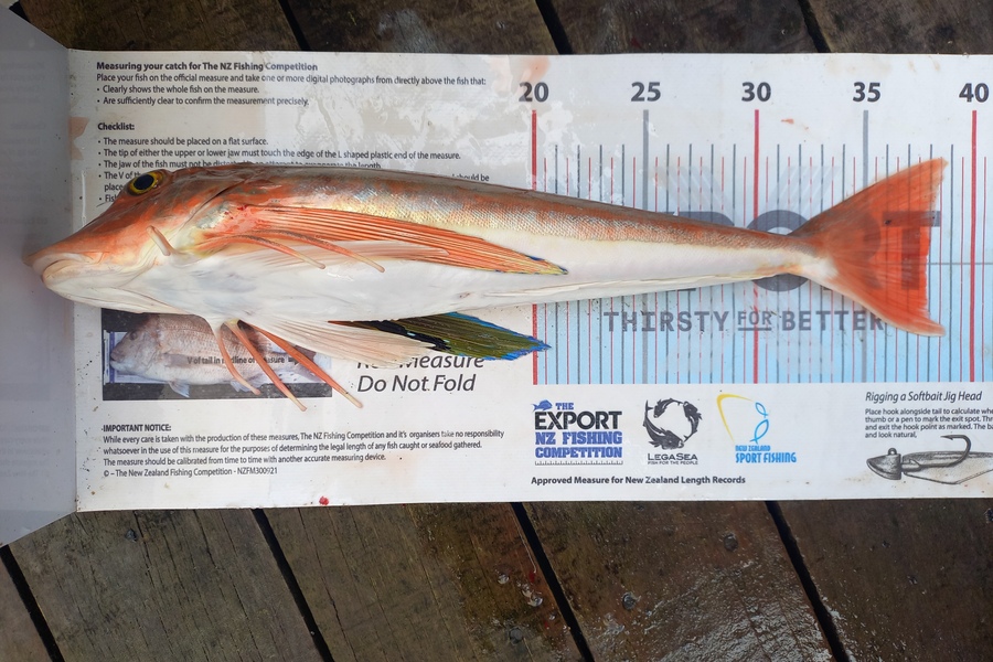 Andrew Tohu caught this 37.5cm Gurnard at Northland during The Export NZ Fishing Competition