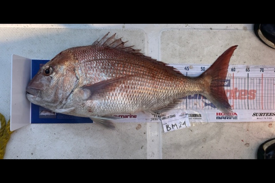 Steve Watt caught this 57.0cm Snapper at Wellington during The Export NZ Fishing Competition