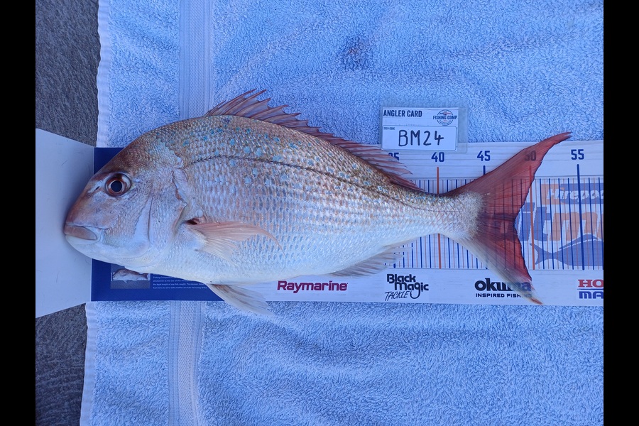 Sheila Jackson caught this 48.0cm Snapper at Nelson/Marlborough during The Export NZ Fishing Competition