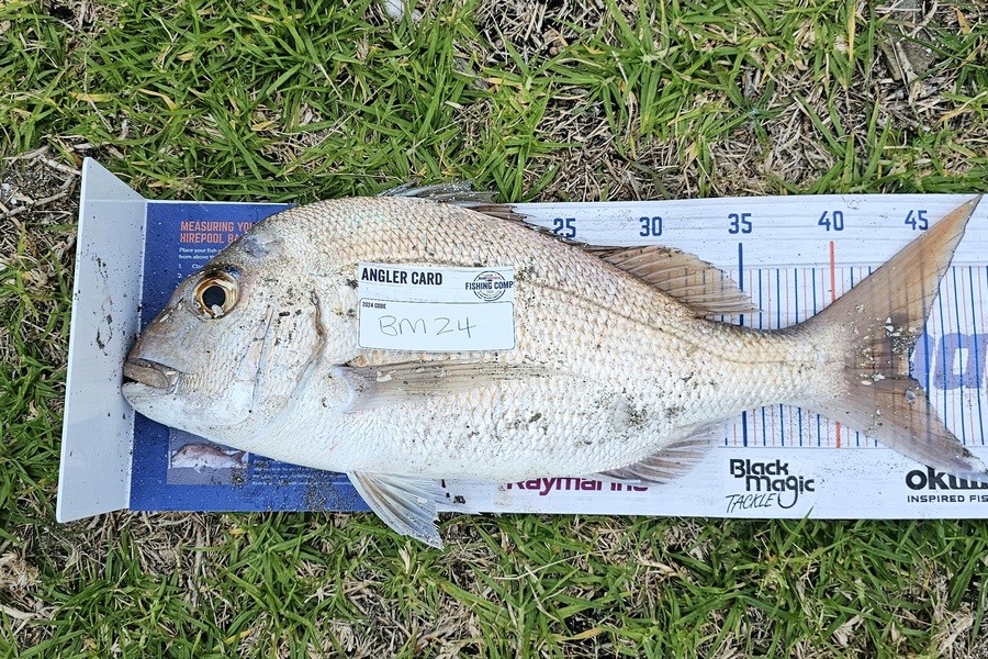 Leigh Hubbard caught this 44.0cm Snapper at Waikato during The Export NZ Fishing Competition