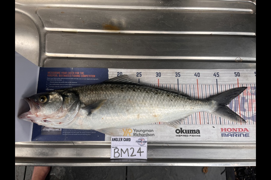 Blake Baird caught this 46.5cm Kahawai at Coromandel during The Export NZ Fishing Competition