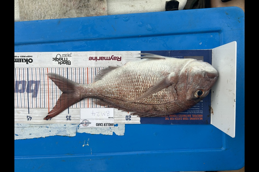 Matthew McGlone caught this 36.0cm Snapper at Northland during The Export NZ Fishing Competition