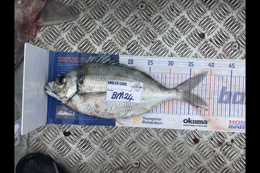 Paul Dunn caught this 35.0cm Tarakihi at Otago during The Export NZ Fishing Competition