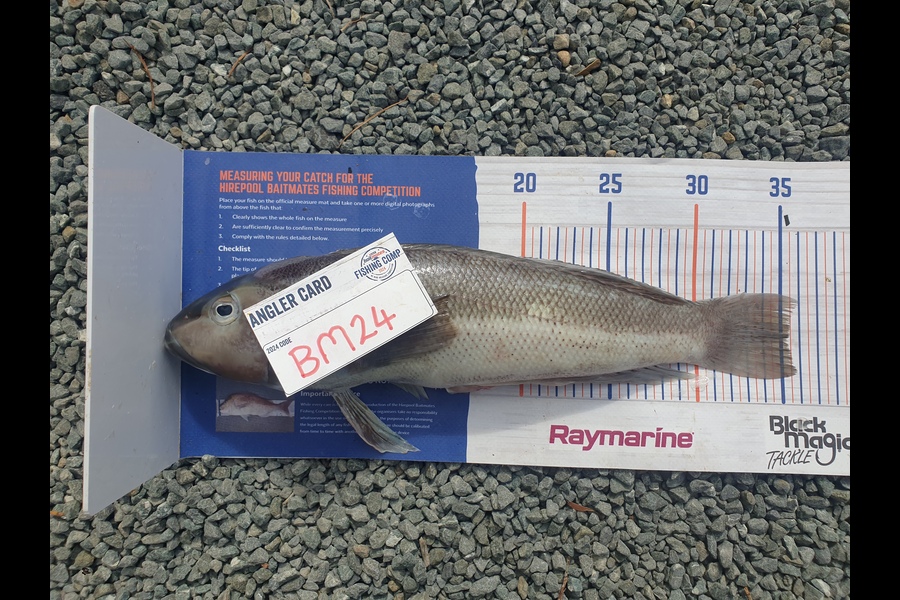 Rodney Niven caught this 35.0cm Blue Cod at Wellington during The Export NZ Fishing Competition