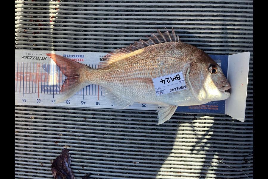 Tony Martin caught this 50.0cm Snapper at Wellington during The Export NZ Fishing Competition