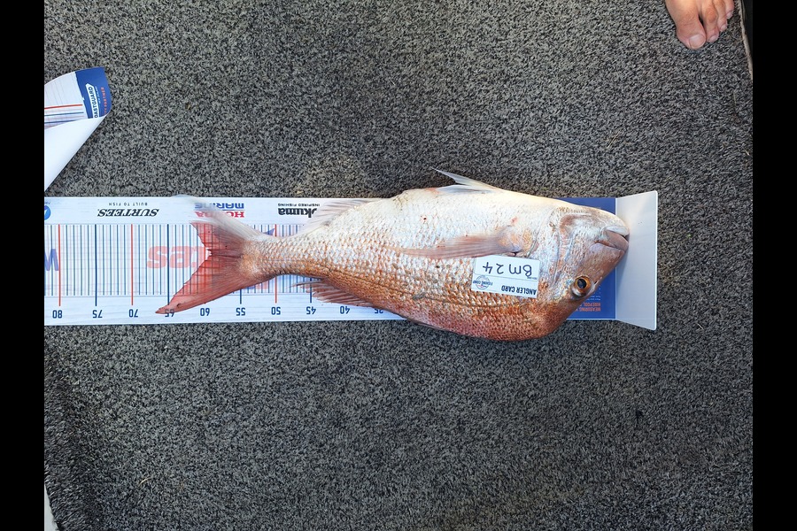 Rob Stroud caught this 59.0cm Snapper at Bay of Plenty during The Export NZ Fishing Competition