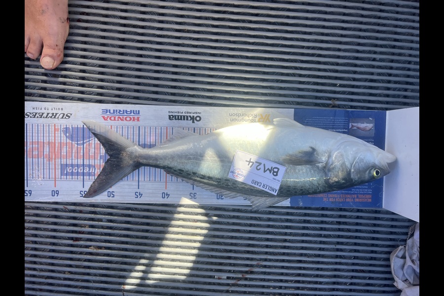 Tony Martin caught this 50.0cm Kahawai at Wellington during The Export NZ Fishing Competition