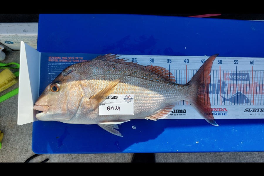 Daniel Parker caught this 46.5cm Snapper at Coromandel during The Export NZ Fishing Competition