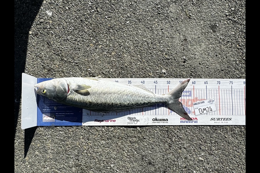 Brodie Sullivan-Richards caught this 53cm Kahawai at Manawatu during The Export NZ Fishing Competition