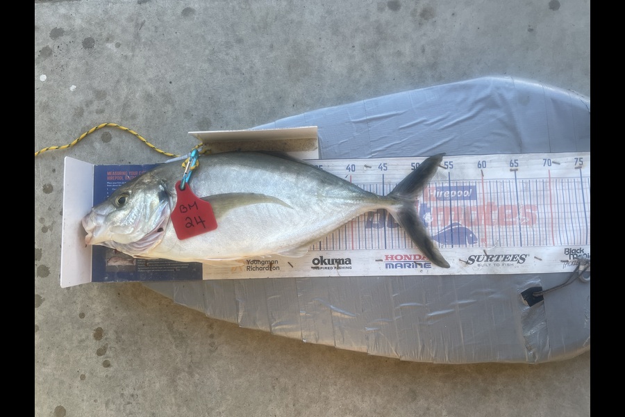 Graeme Duncan caught this 49.5cm Trevally at Bay of Plenty during The Export NZ Fishing Competition