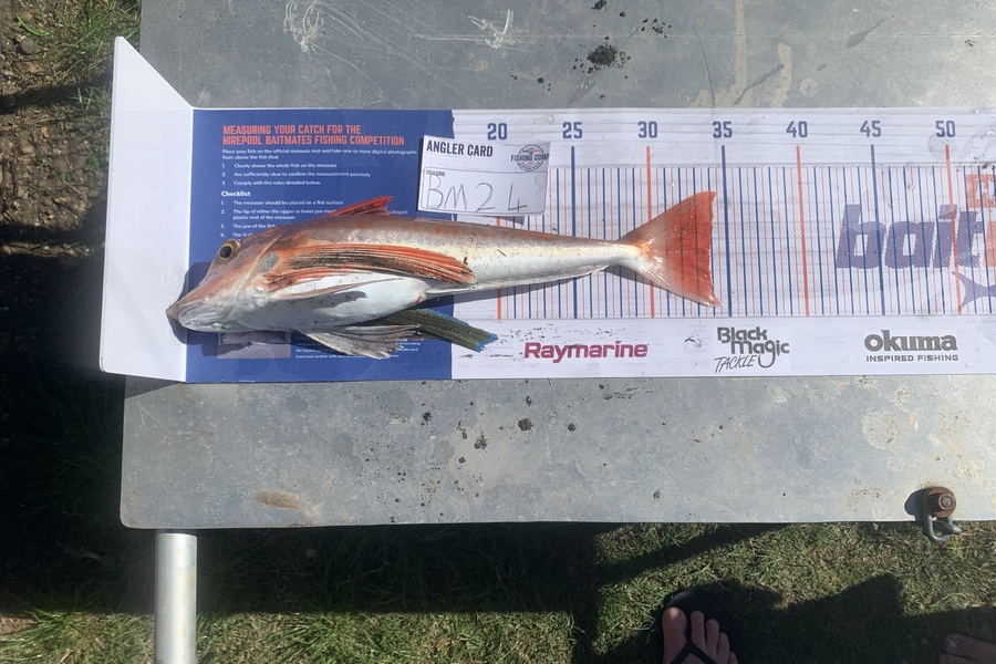 Chad Van den brand caught this 33.5cm Gurnard at Taranaki during The Export NZ Fishing Competition