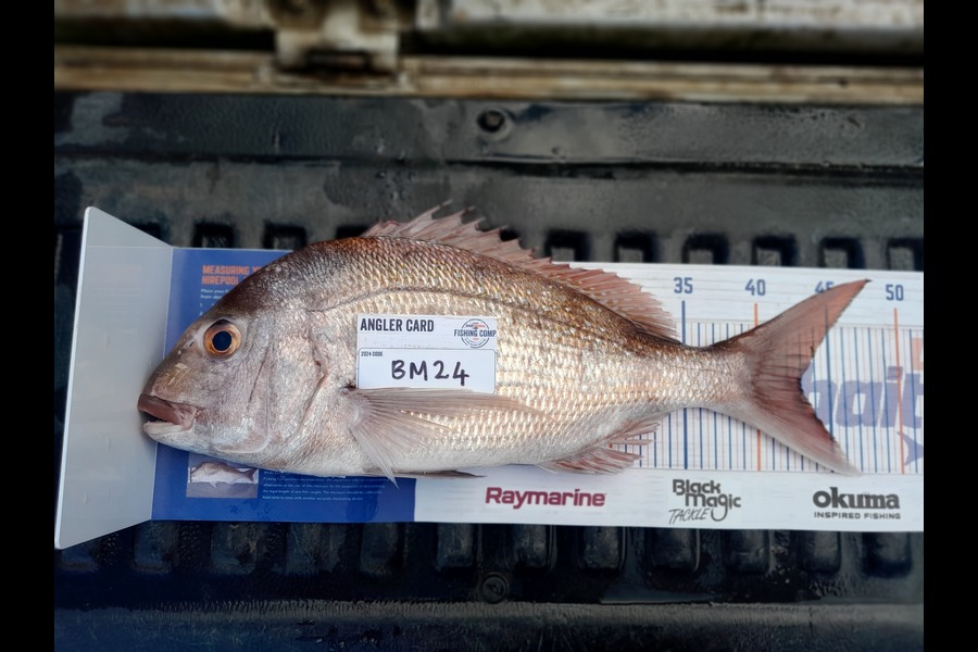 Glenn Morphett caught this 43.0cm Snapper at Northland during The Export NZ Fishing Competition