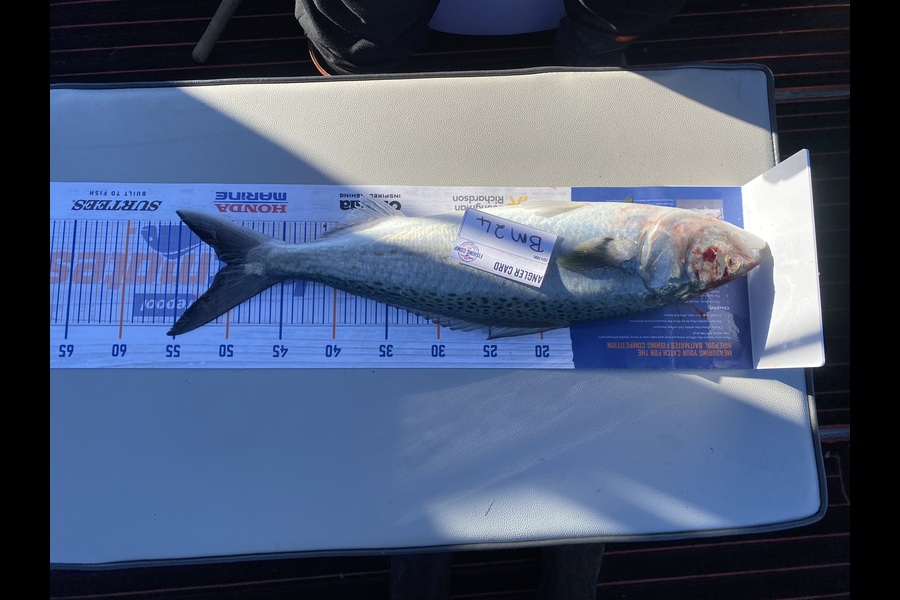 Graeme Murrell caught this 50.0cm Kahawai at Wellington during The Export NZ Fishing Competition