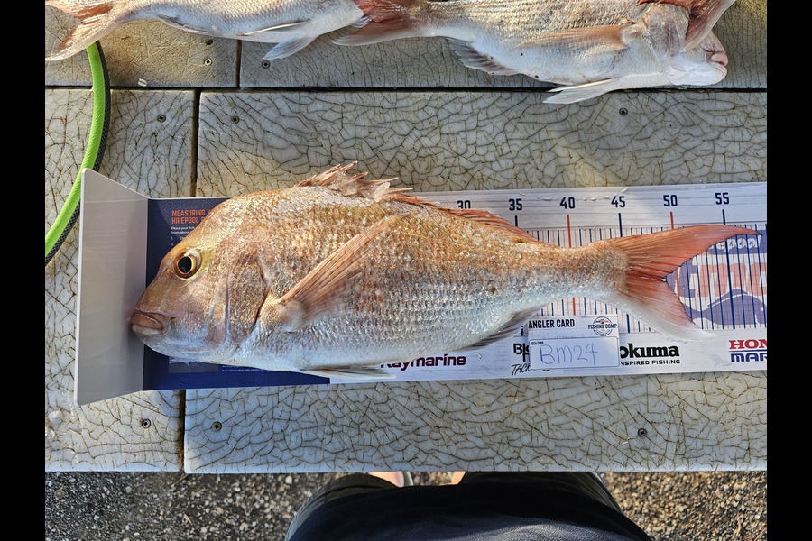 Paul Vossen caught this 48.5cm Snapper at Coromandel during The Export NZ Fishing Competition