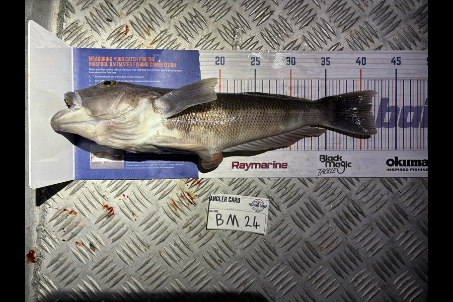 Karl Puklowski  caught this 41.5cm Blue Cod at Nelson/Marlborough during The Export NZ Fishing Competition