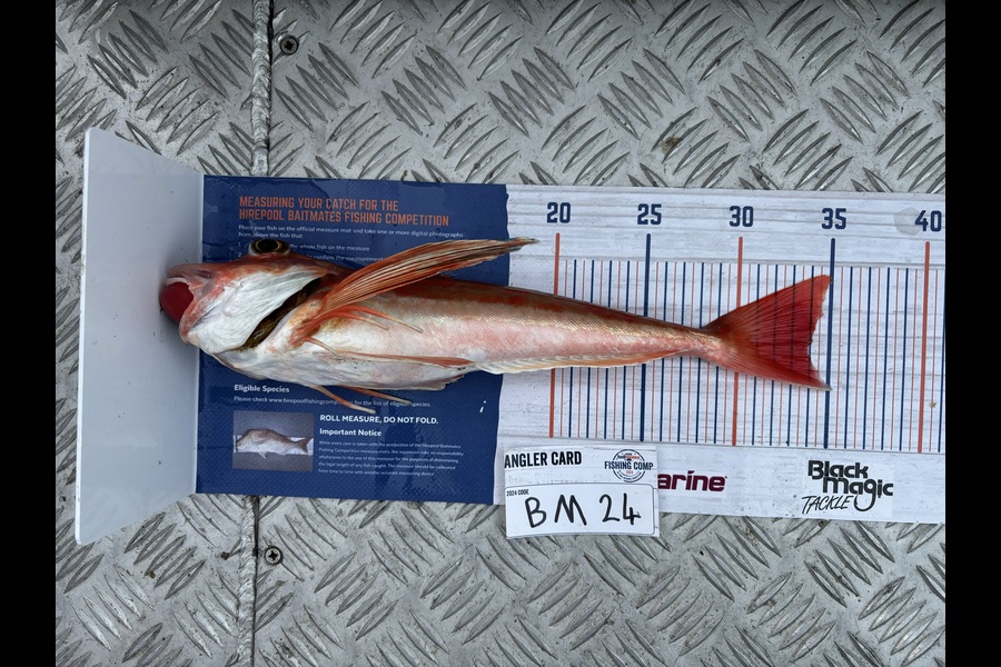 Karl Puklowski  caught this 33.5cm Gurnard at Nelson/Marlborough during The Export NZ Fishing Competition
