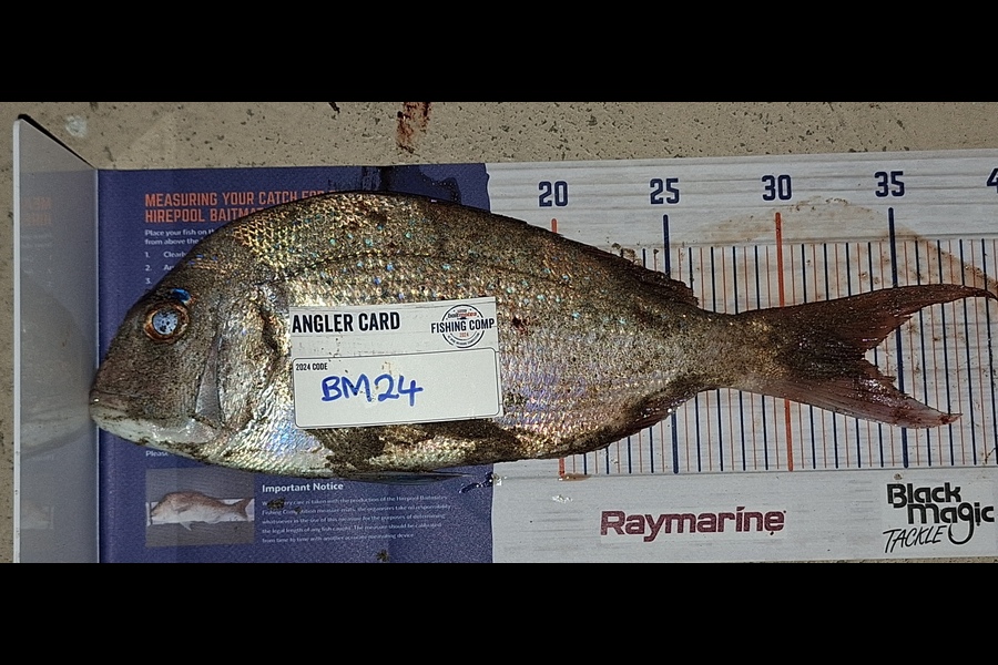 Marty Wehipeihana caught this 33.5cm Snapper at Bay of Plenty during The Export NZ Fishing Competition