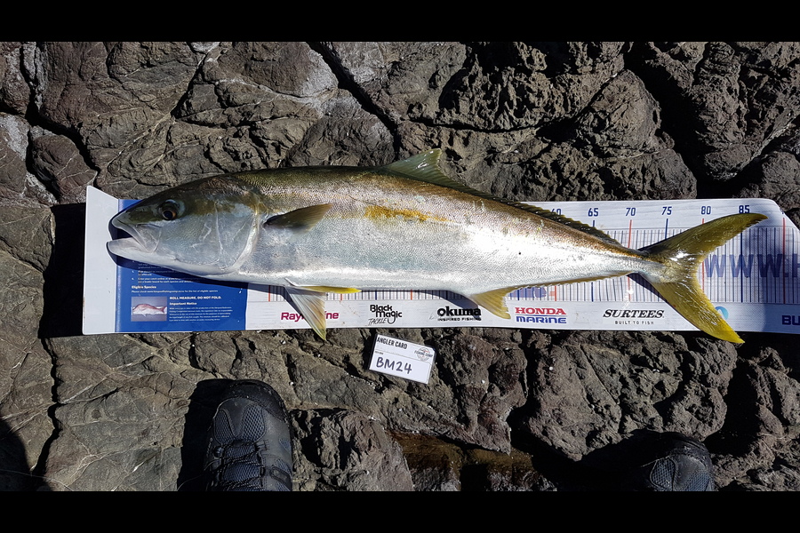 Paul White caught this 79.0cm Kingfish at East Cape during The Export NZ Fishing Competition