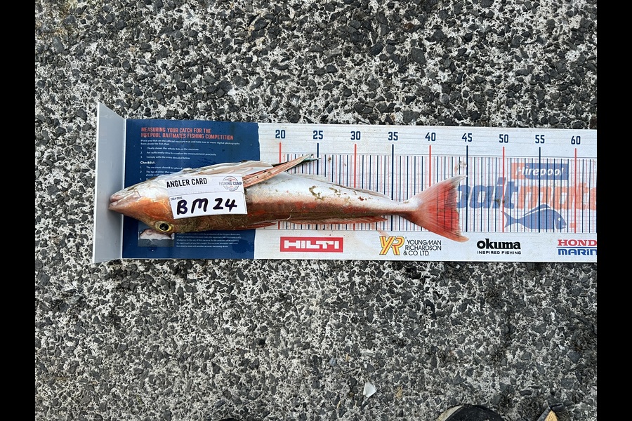 Shane Whitaker caught this 43.5cm Gurnard at Northland during The Export NZ Fishing Competition