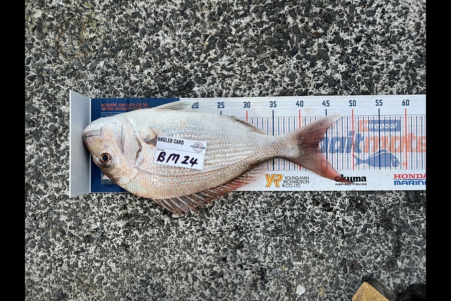 Shane Whitaker caught this 43.5cm Snapper at Northland during The Export NZ Fishing Competition