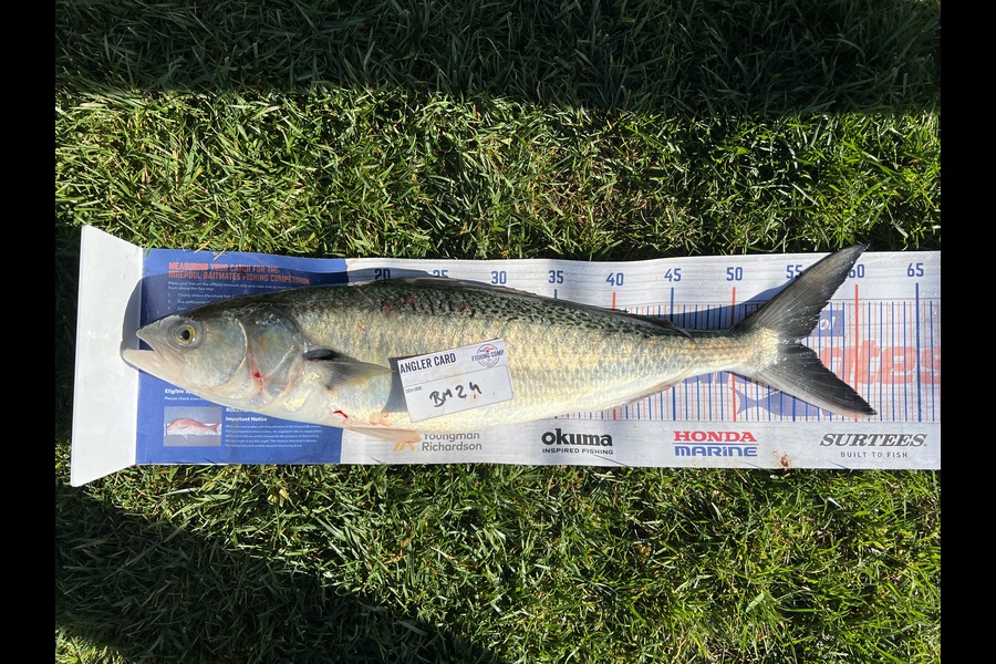Charles  Peters caught this 55.5cm Kahawai at Bay of Plenty during The Export NZ Fishing Competition