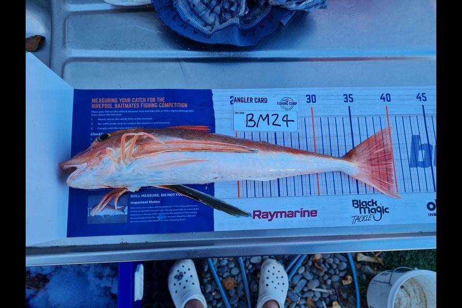 Justin Spain caught this 39.5cm Gurnard at Nelson/Marlborough during The Export NZ Fishing Competition