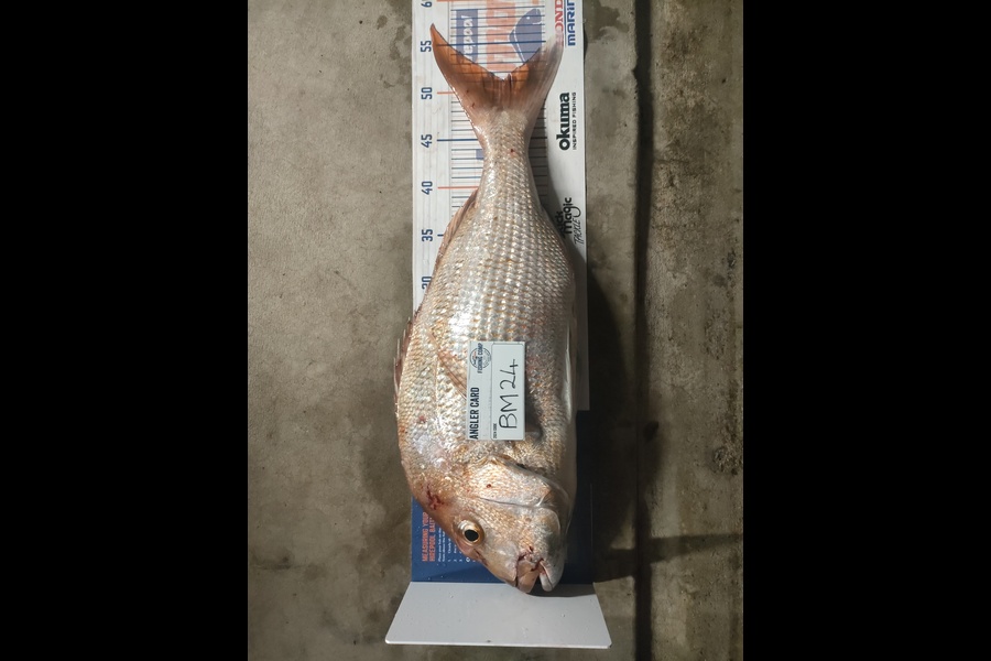 Ross Pedersen caught this 51.0cm Snapper at Coromandel during The Export NZ Fishing Competition
