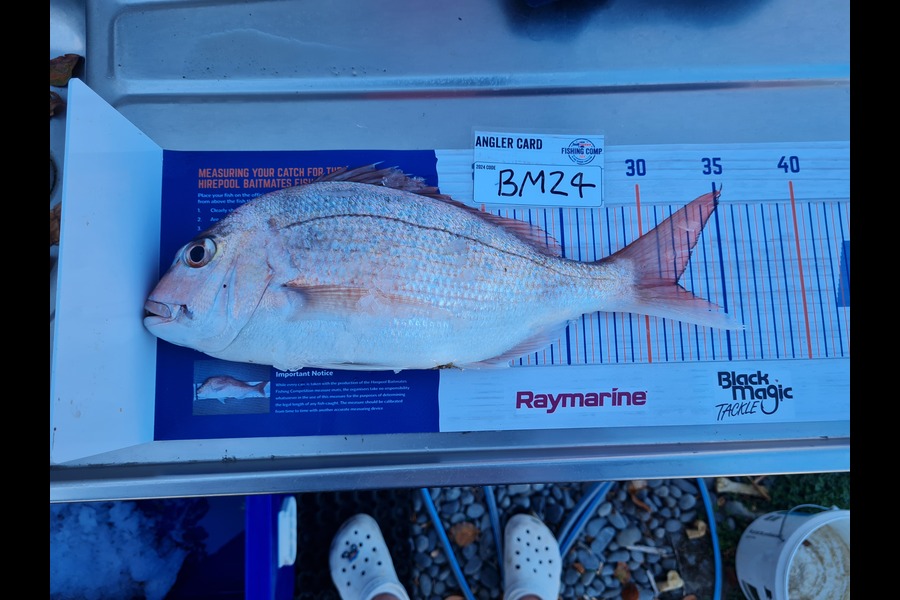 Justin Spain caught this 32.0cm Snapper at Nelson/Marlborough during The Export NZ Fishing Competition