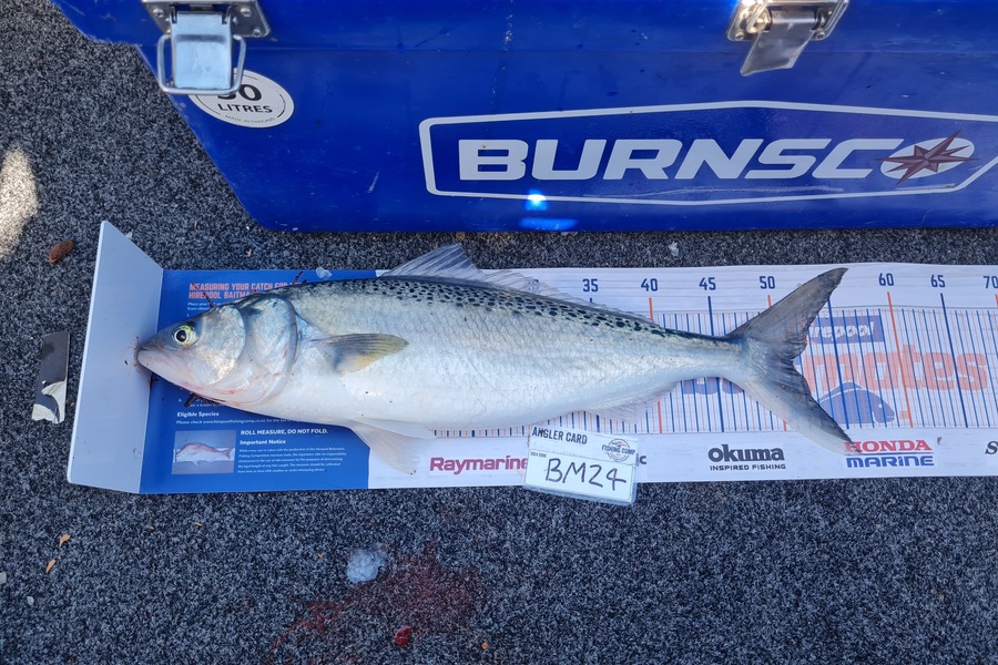 Justin Spain caught this 51.0cm Kahawai at Nelson/Marlborough during The Export NZ Fishing Competition