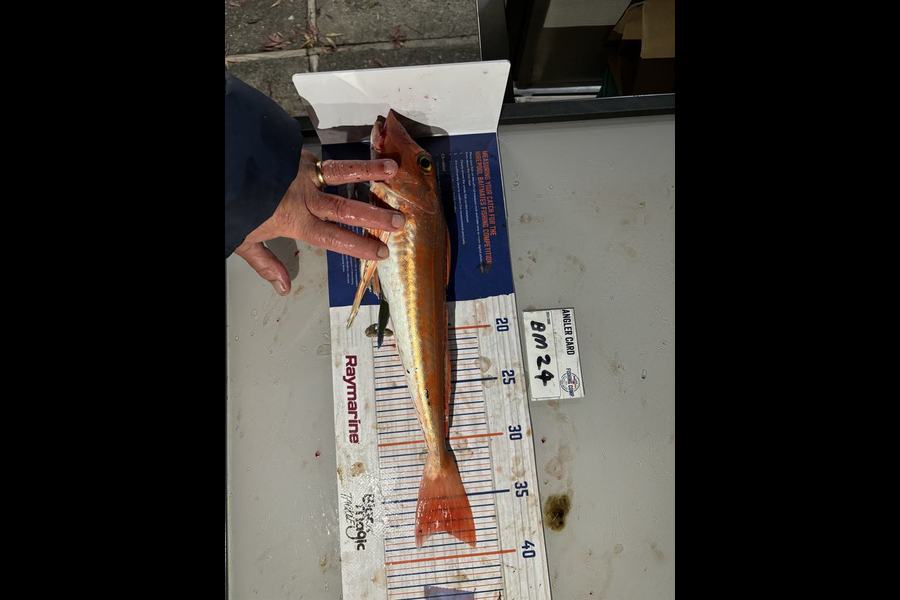 Sarah Rawson caught this 37.5cm Gurnard at Nelson/Marlborough during The Export NZ Fishing Competition