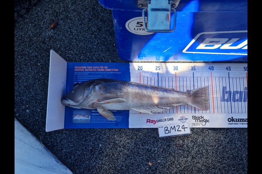 Justin Spain caught this 39.0cm Blue Cod at Nelson/Marlborough during The Export NZ Fishing Competition