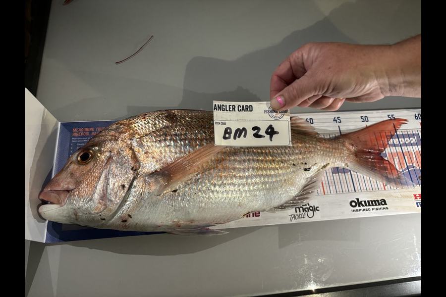Sarah Rawson caught this 51.0cm Snapper at Nelson/Marlborough during The Export NZ Fishing Competition