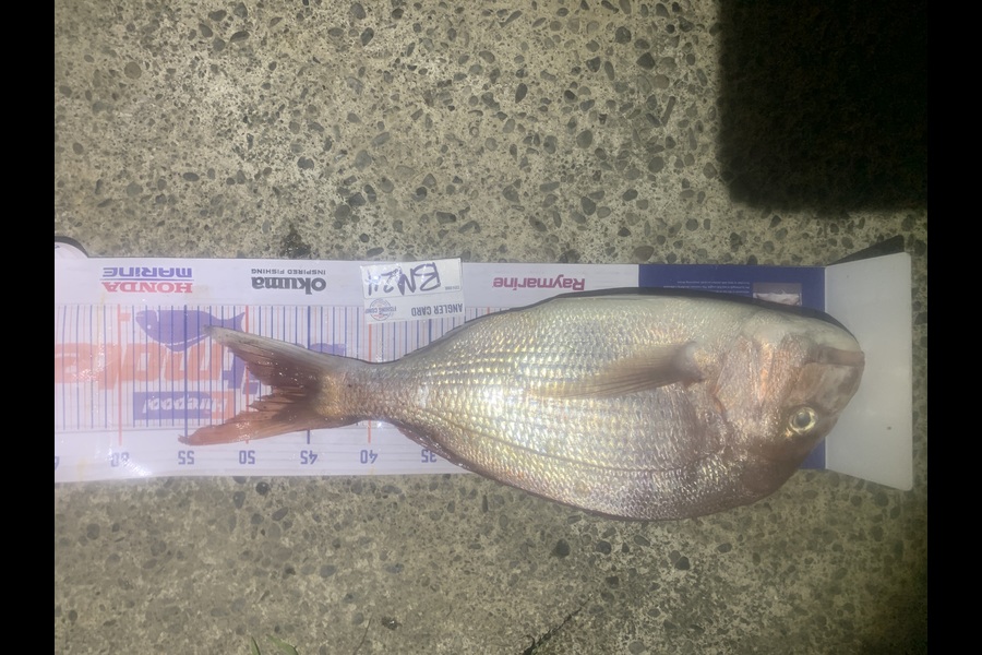 Josh Bolton caught this 48.0cm Snapper at Wellington during The Export NZ Fishing Competition