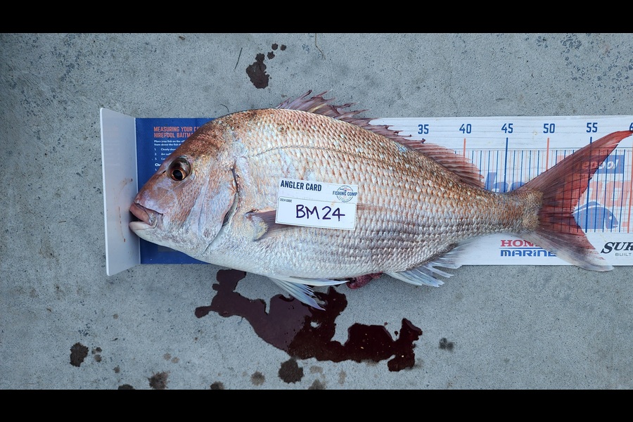 Myles Carson caught this 53cm Snapper at Wellington during The Export NZ Fishing Competition