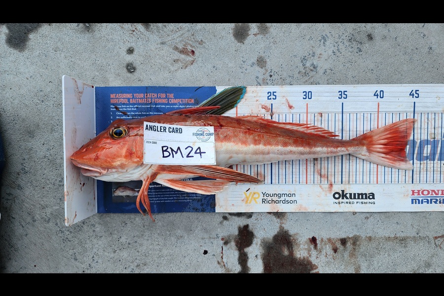 Myles Carson caught this 43.5cm Gurnard at Wellington during The Export NZ Fishing Competition