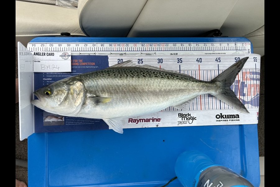 Stephan Schoeman caught this 47.5cm Kahawai at Auckland during The Export NZ Fishing Competition