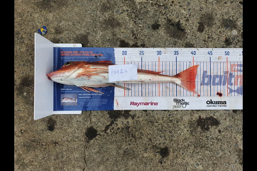 Trent Barrett caught this 40.5cm Gurnard at Hawkes Bay during The Export NZ Fishing Competition