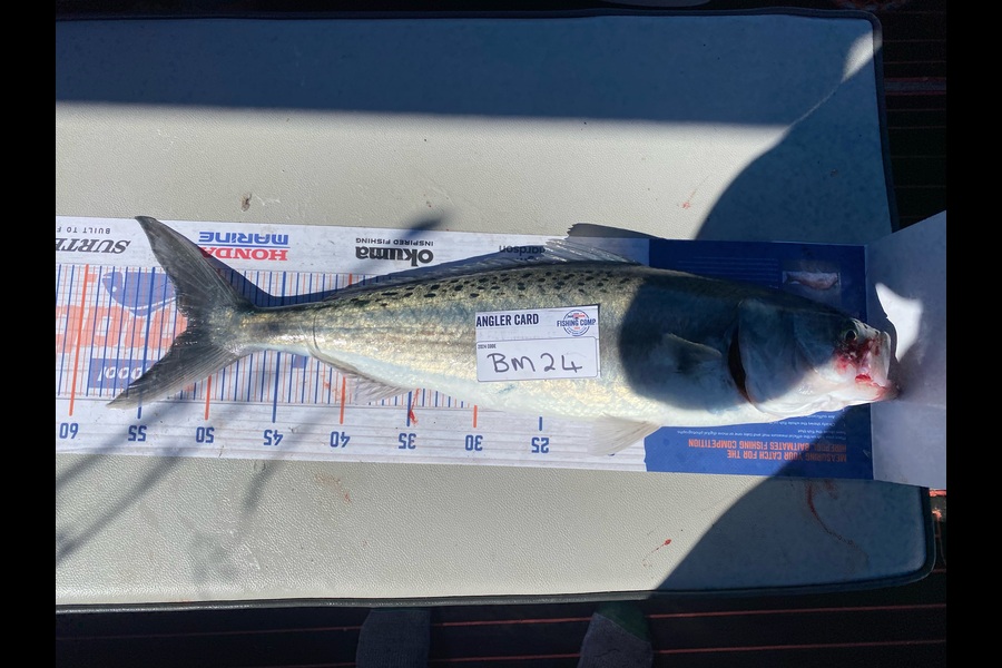 Mark Murrell caught this 51.5cm Kahawai at Wellington during The Export NZ Fishing Competition