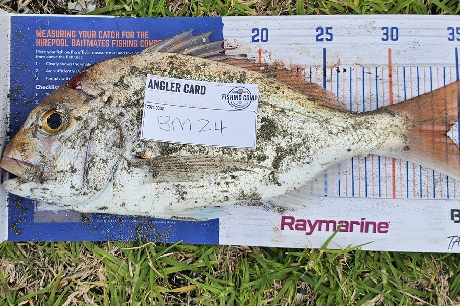 Leigh Hubbard caught this 34.0cm Snapper at Waikato during The Export NZ Fishing Competition
