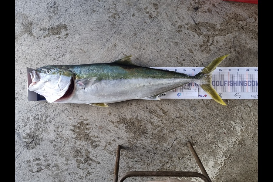 Lacey Kau Kau caught this 100cm Kingfish at Wellington during The Export NZ Fishing Competition