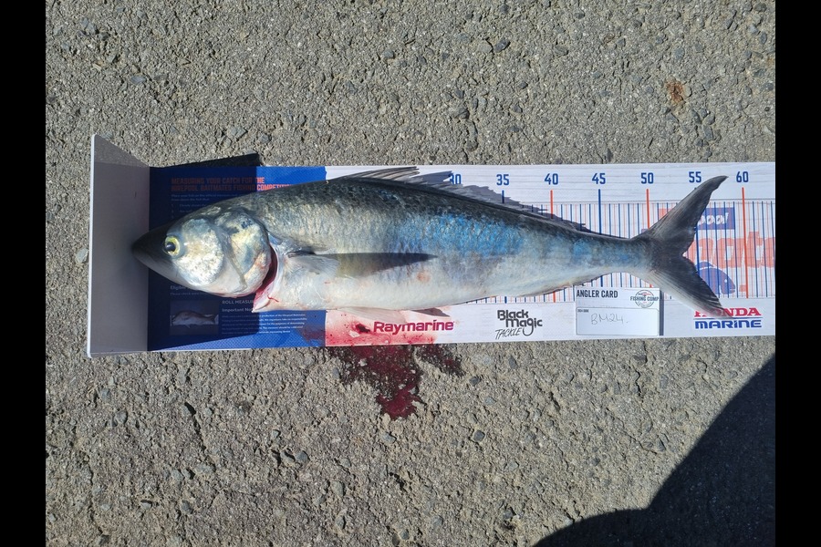 Lacey Kau Kau caught this 52cm Kahawai at Wellington during The Export NZ Fishing Competition