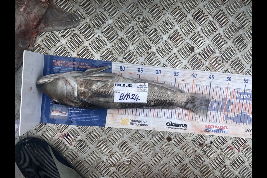 Paul Dunn caught this 45cm Blue Cod at Otago during The Export NZ Fishing Competition