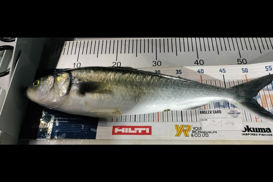 Larry Temperley caught this 49cm Kahawai at Auckland during The Export NZ Fishing Competition