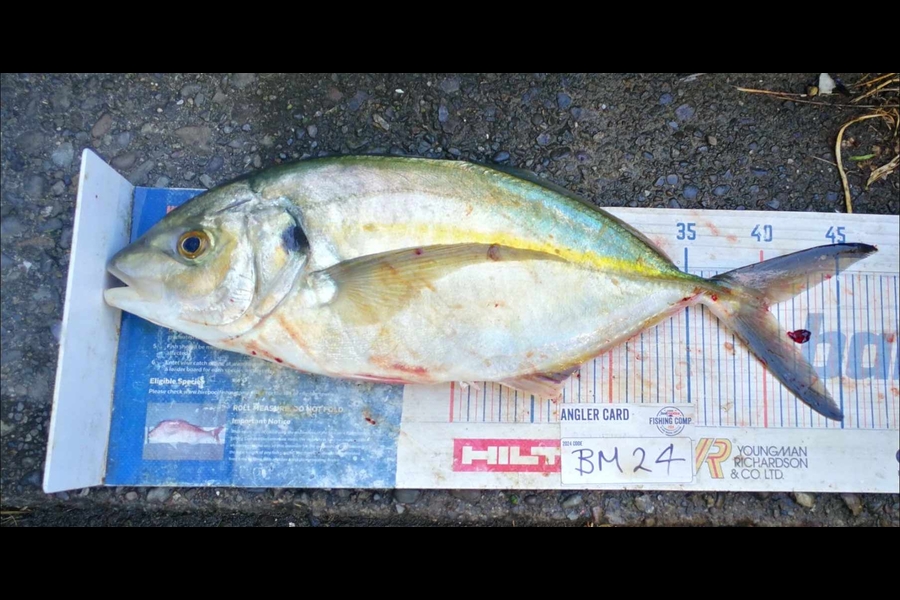 Jamie-Lee Page caught this 40.0cm Trevally at Wellington during The Export NZ Fishing Competition