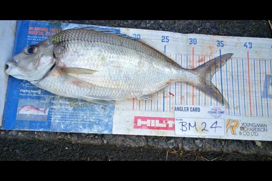 Jamie-Lee Page caught this 33.0cm Tarakihi at Wellington during The Export NZ Fishing Competition