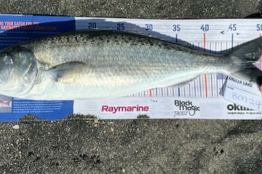 Leigh Hubbard caught this 48.5cm Kahawai at Manawatu during The Export NZ Fishing Competition