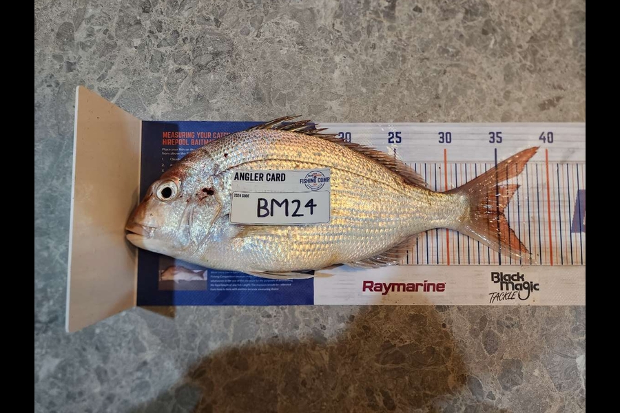 Nathan Van den broek caught this 35.0cm Snapper at Waikato during The Export NZ Fishing Competition